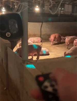 女人最接受不了的酷刑竟是它!囧图 这个皮卡丘真大