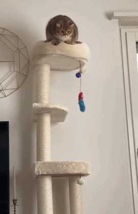 女人最接受不了的酷刑竟是它!囧图 这个皮卡丘真大