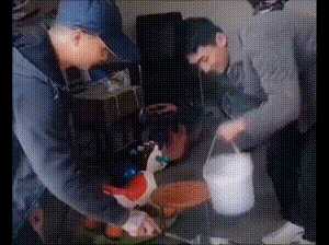 女人最接受不了的酷刑竟是它!囧图 这个皮卡丘真大