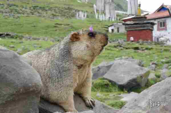 《宝可梦:朱/紫》新精灵考究 主题为过去与未来的交织