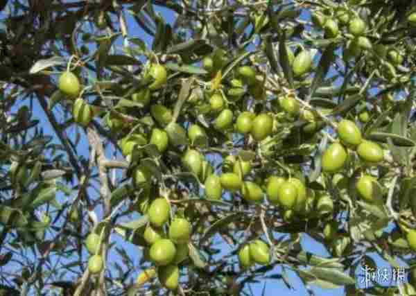 《宝可梦:朱/紫》新精灵考究 主题为过去与未来的交织