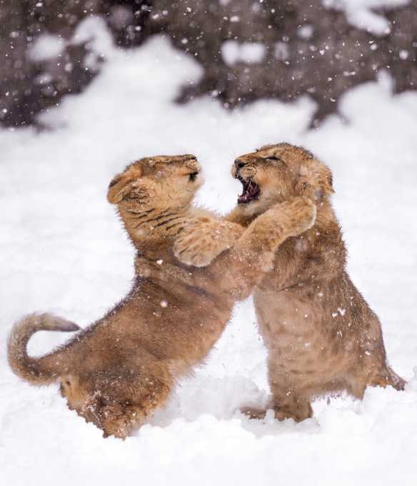 公狮甩头直接打脸幼狮：一脸猫咪傻眼的表情笑翻网友！