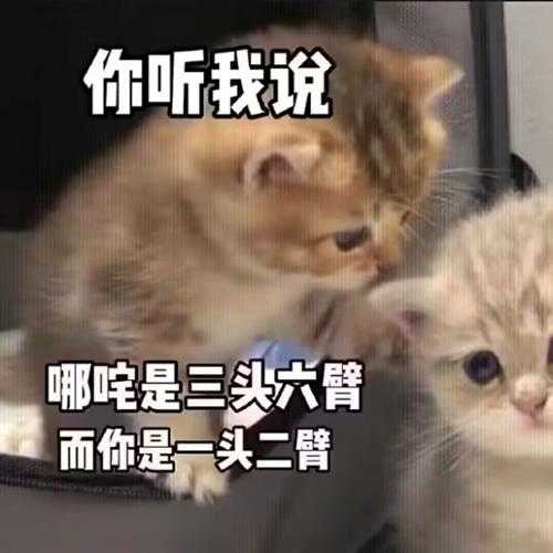 厕所里不让大小便怎么办？囧图 猫猫和妹子哪个可爱？