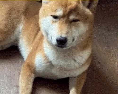 中国式汉堡是怎么做的?动图 真人版性感劳拉被真熊咬