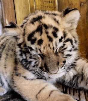 中国式汉堡是怎么做的?动图 真人版性感劳拉被真熊咬