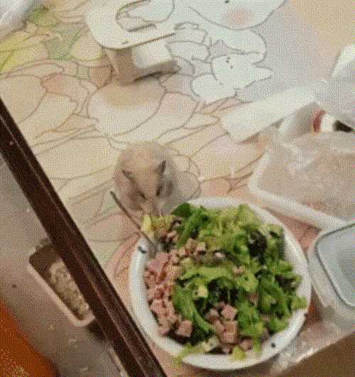 中国式汉堡是怎么做的?动图 真人版性感劳拉被真熊咬