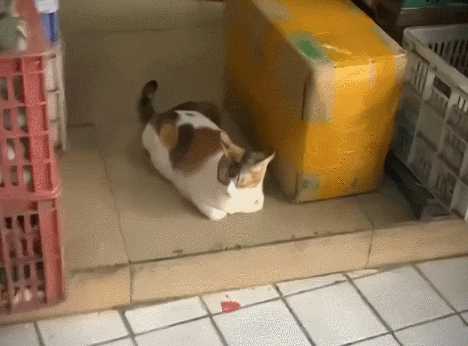 萝莉生气都是那么可爱 动图 首发3A大作的我竟是小丑