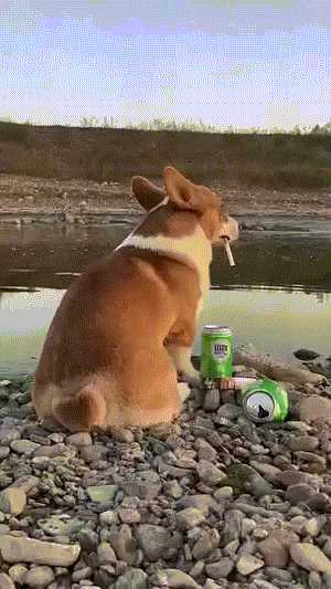 中国式汉堡是怎么做的?动图 真人版性感劳拉被真熊咬