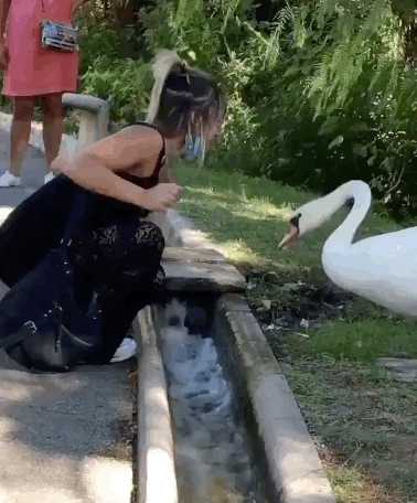 触发了狗狗身上的弹射装置 动图 治愈脑瘫只需一秒