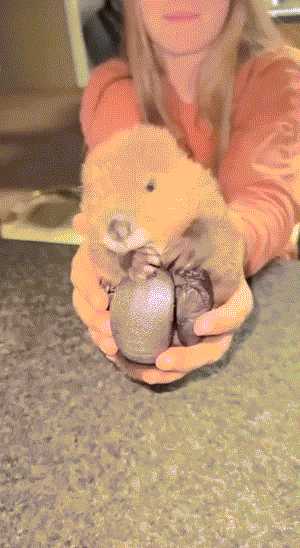 中国式汉堡是怎么做的?动图 真人版性感劳拉被真熊咬