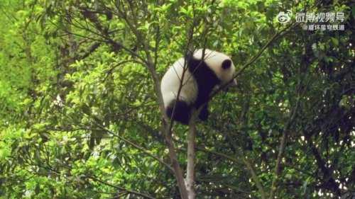 《崩坏:星穹铁道》现实邀约PV:跟三月七一起逛遍成都!