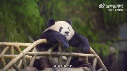 《崩坏:星穹铁道》现实邀约PV:跟三月七一起逛遍成都!