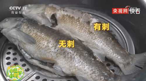 大口吃鱼不是梦!我国科学家成功培育出无刺草鱼